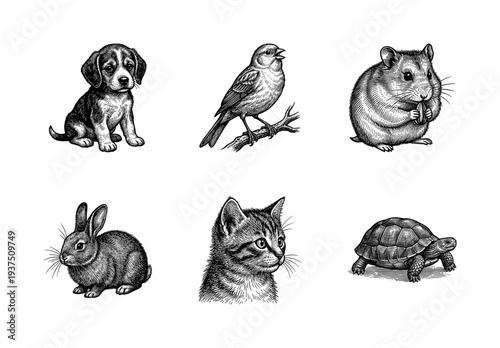 Vintage style hand drawn engraving of common domestic pets including a puppy, kitten, bird, hamster, rabbit, and tortoise
