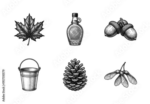 Vintage engraving style collection of maple syrup production and autumn forest elements including maple leaf, bottle, acorns, bucket, pine cone, and samara seeds.