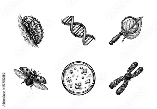 Set of biological science illustrations featuring DNA helix, ladybug, petri dish, and chromosome in a vintage woodcut engraving style