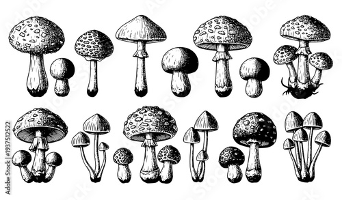 Fresh culinary herbs and spices vector illustration set with bay leaf thyme chili rosemary ginger and sweet potato