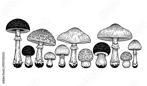 Minimal culinary herb and spice line art vector illustration set with bay leaf thyme chili rosemary and ginger