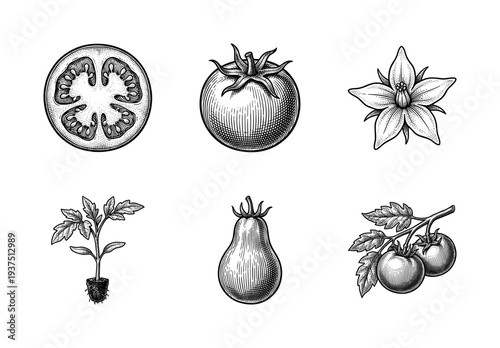 Vintage tomato botanical illustration collection featuring whole fruit, cross section, seedling, and blossoms in a hand-drawn woodcut engraving style.