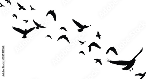 Black silhouette of a flock of birds flying in the sky isolated on white background for nature wildlife and freedom design