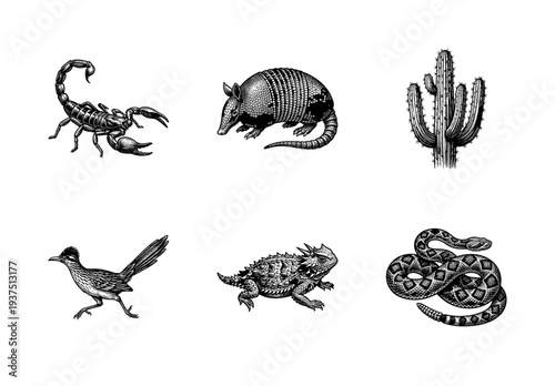 Desert wildlife and flora collection featuring vintage hand drawn engravings of a scorpion armadillo saguaro cactus roadrunner horned lizard and rattlesnake