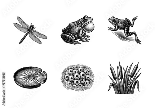 Vintage engraving style collection of pond life featuring frogs, dragonfly, lily pad, frogspawn, and cattail plants isolated on white.
