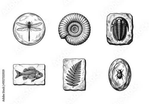 Vintage engraving style collection of prehistoric fossils and insects in amber featuring ammonite trilobite fish and fern