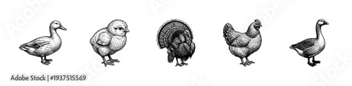 Vintage engraving set of domestic poultry including duck, chick, turkey, hen, and goose in black and white line art style.