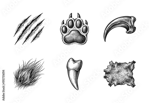Vintage engraving style collection of predator animal elements featuring claw marks, paw print, sharp talon, fur tuft, canine tooth, and stretched leather hide.