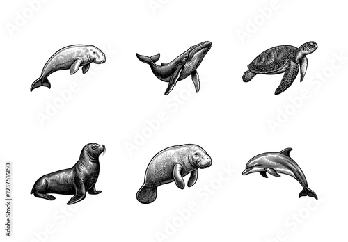 Set of marine animal illustrations including whale, dolphin, manatee, dugong, sea turtle, and seal in a vintage woodcut engraving style