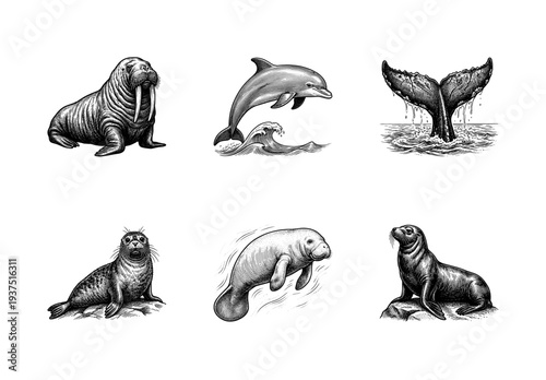 Set of marine mammals in vintage engraving style featuring walrus dolphin whale tail seal manatee and sea lion