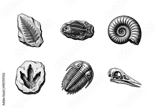 Set of vintage engraving style fossil illustrations featuring prehistoric plants, fish, shells, trilobites, dinosaur footprints, and bird skulls