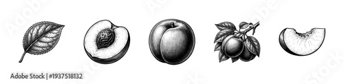 Vintage engraving of peach fruit collection featuring a whole peach, a cross section with pit, a single leaf, a branch with foliage, and a sliced wedge.