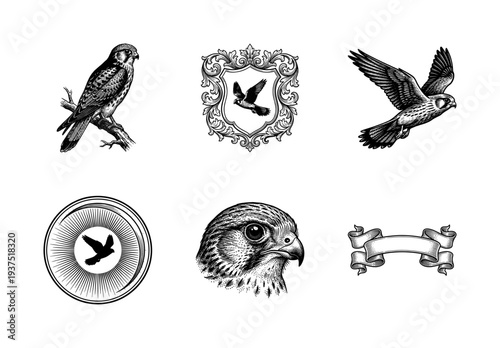 Vintage etching collection of falcons and hawks featuring predator bird head profile soaring flight poses heraldic shield and ribbon scroll elements