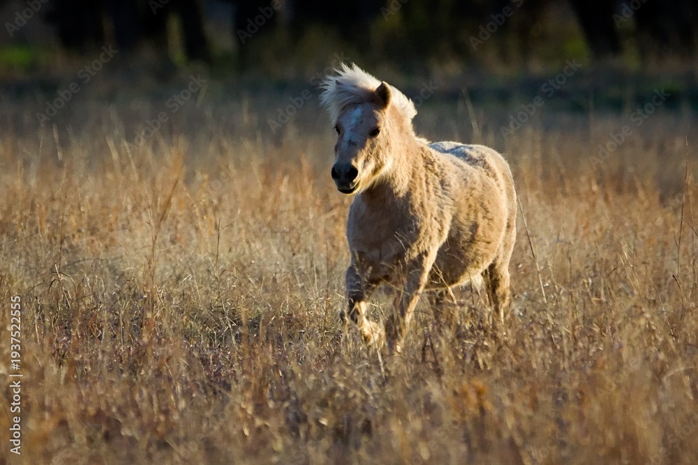 Obraz premium white horse running in the field