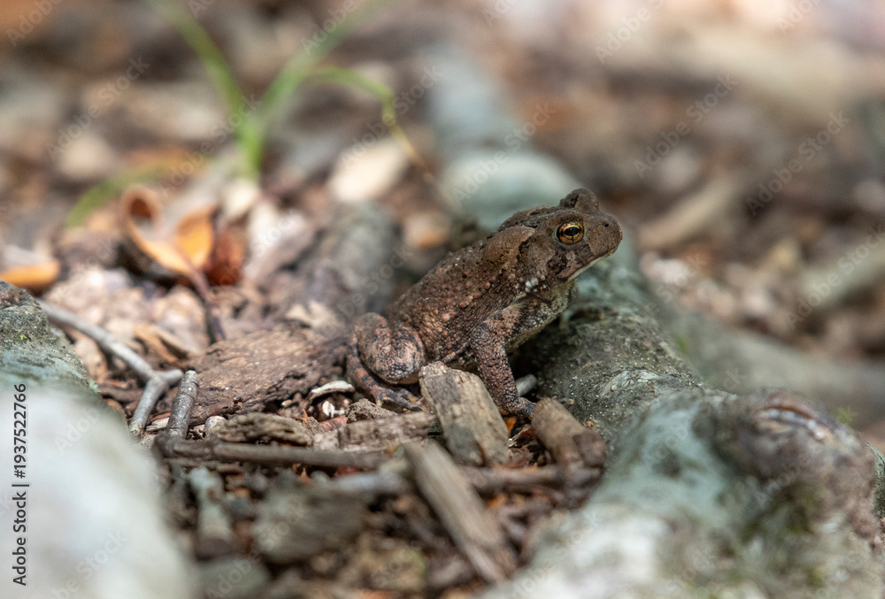 Naklejka premium American Toad