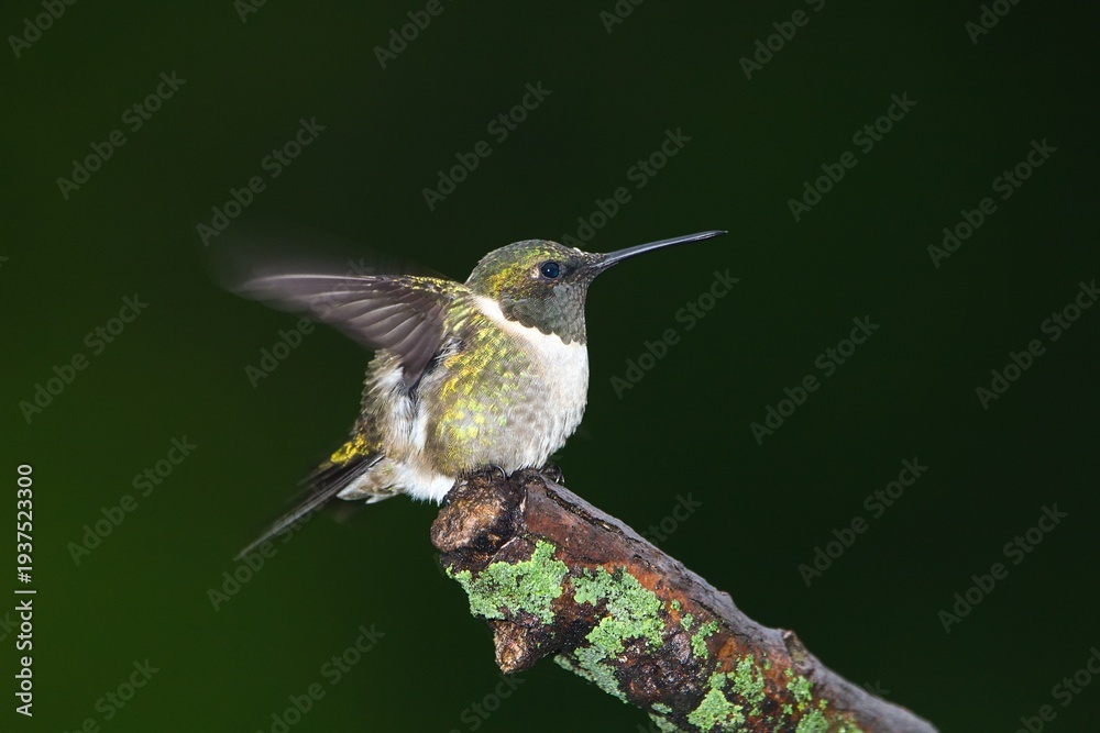 Fototapeta premium Ruby-throated hummingbird perched on a branch in rain