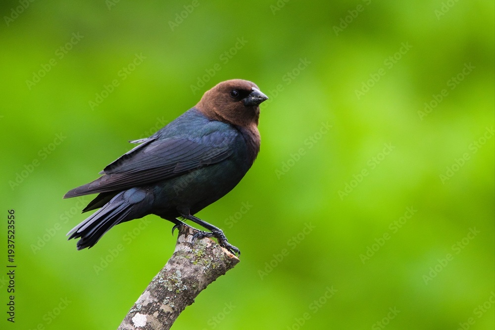 Fototapeta premium Brown-headed cowbird on an overcast, wet day.
