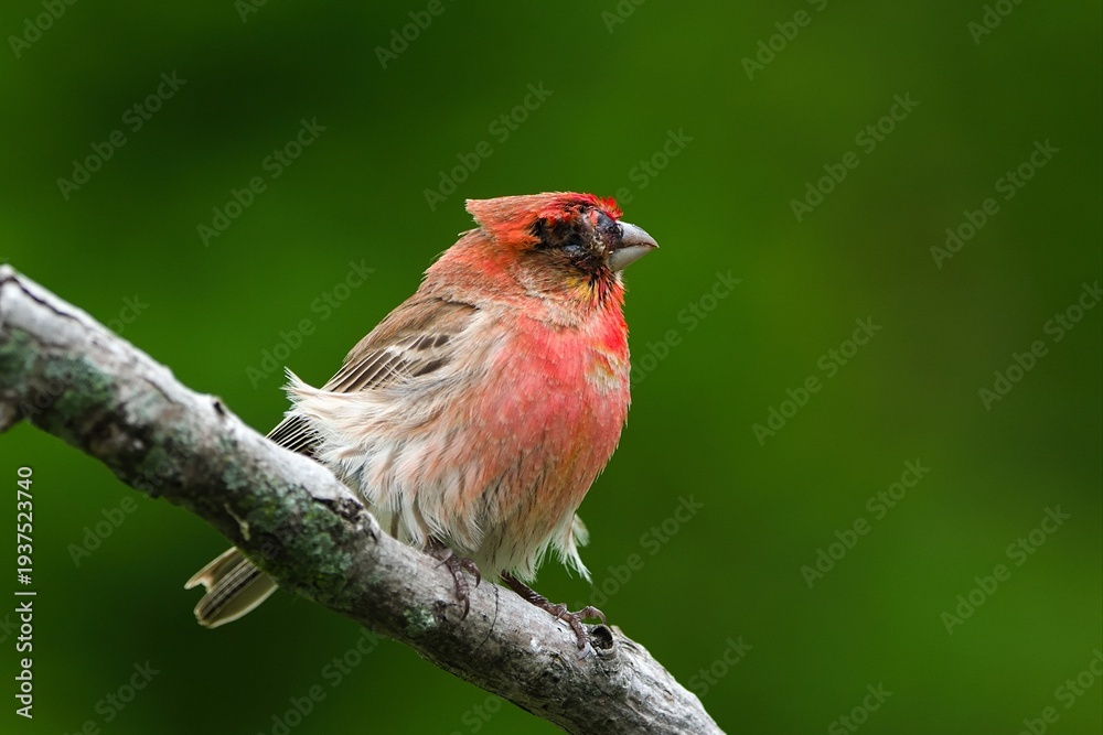 Φωτογραφία House finch with feeder conjunctivitis