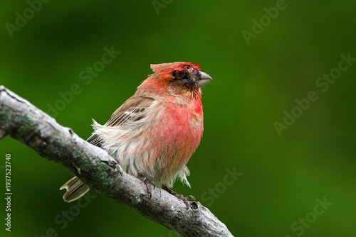 Φωτογραφία House finch with feeder conjunctivitis