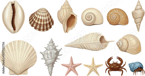Realistic Sea Shells and Marine Life Collection Vector with Starfish Crab Hermit Crab and Assorted Ocean Shells for Beach Nature Designs