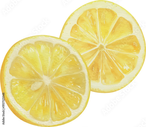 Watercolor Lemon Slices Vector Illustration
