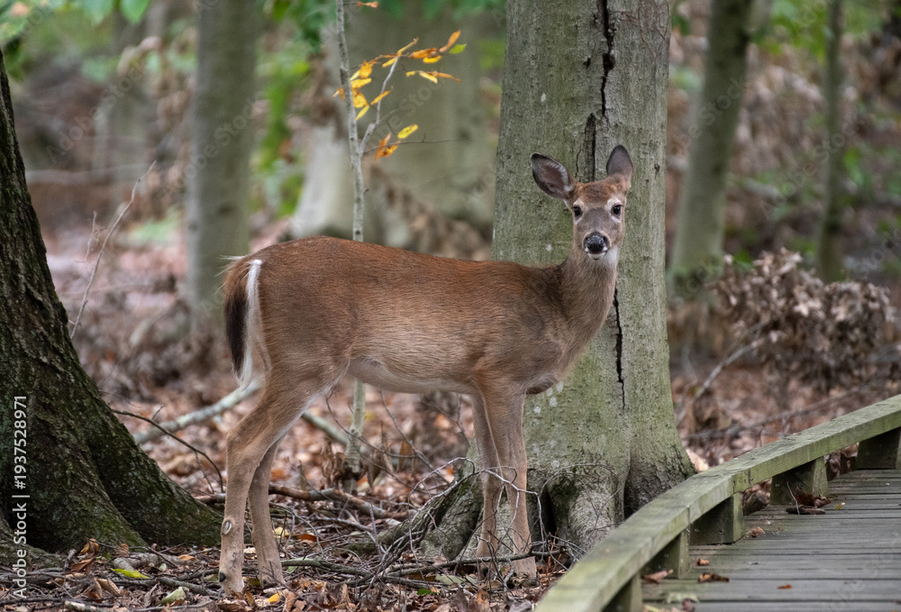 Obraz premium White Tailed Deer