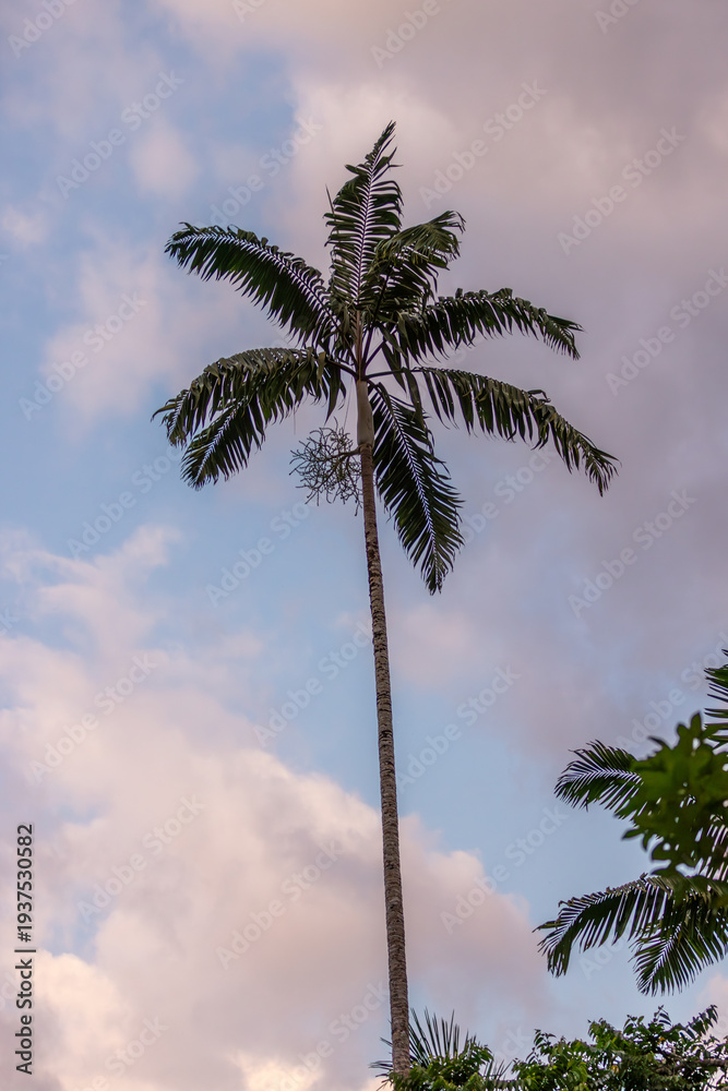 Obraz premium Palm and Sky with a Few Clouds