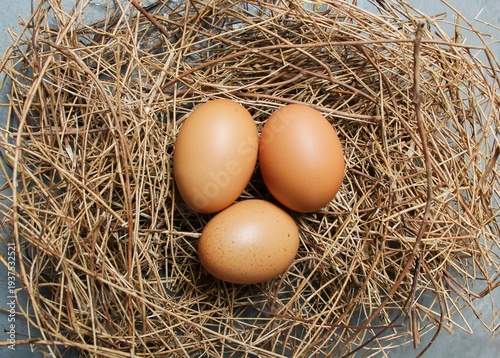 eggs in the nest