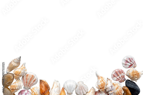 sea shells frame