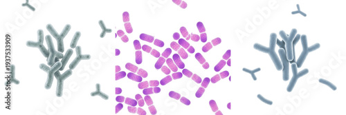 Photos Bifidobacterium bifidum bacteria isolated on white background, Bifidobacterium b
