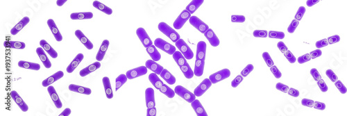 Foto Bacillus anthracis bacteria isolated on white background, Bacillus anthracis gra