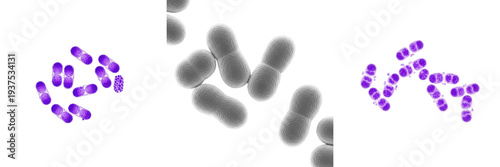 Canvas Print Enterococcus faecium bacteria isolated on white background, gram positive Entero