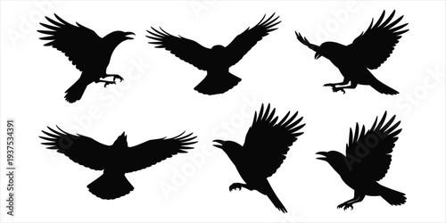 Silhouettes of crows in flight and landing on white background raven bird