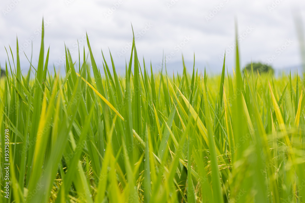 Fototapeta premium Lush Green Rice Paddies After Rain