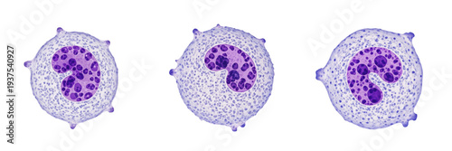 Foto Monocyte isolated on white background, human WBC, 単球 (Tankyū), Monozyt, immune c