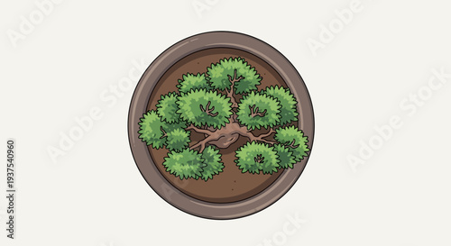 Overhead View Of A Potted Bonsai Tree