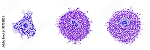Photos Mast cell isolated on white background, tissue mastocyte, 肥満細胞 (Himan Saibō), Ma