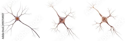 Photos Neuron isolated on white background, nerve cell, 神経細胞 (Shinkei Saibō), Nervenzel