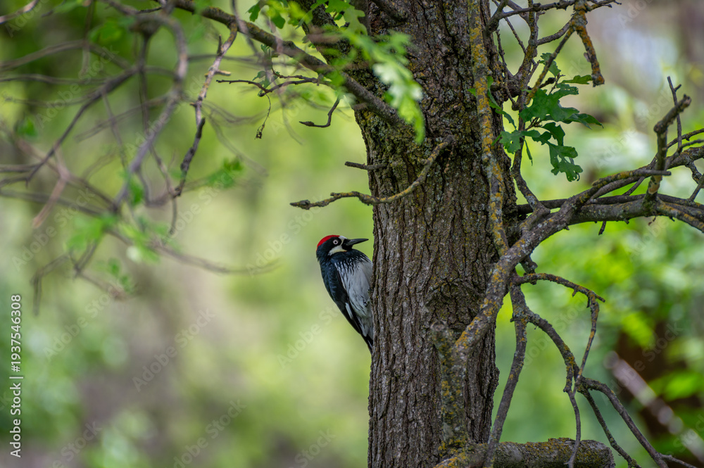 Obraz premium woodpecker on a tree