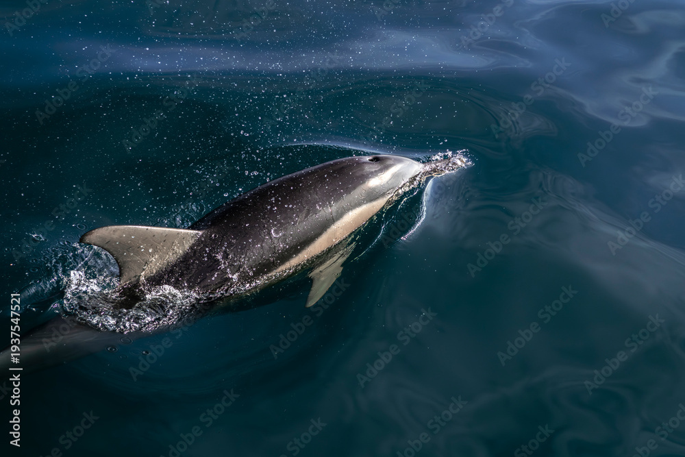 Fototapeta premium Pod of common dolphins swimming just below the calm glassy ocean surface off the east coast of Australia, their shapes visible through the clear water.