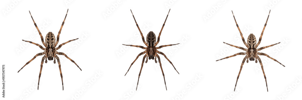 Obraz premium House spider Tegenaria isolated on white background, human-associated arachnid, domestic spider, macro photography, spider top view, arachnid close-up, spider extreme detail, macro shot, house spider 