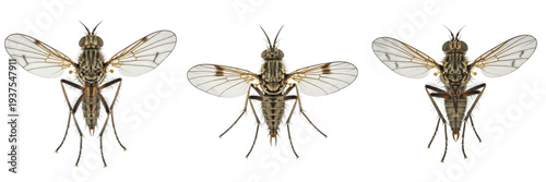 Fotografía Sand fly Phlebotominae isolated on white background, human parasite, blood-sucki