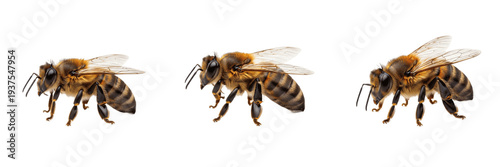 Tableau sur toile Honey bee Apis mellifera isolated on white background, human-associated pollinat