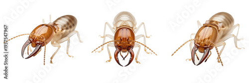 Fotografia Termite soldier Isoptera isolated on white background, human-associated insect,