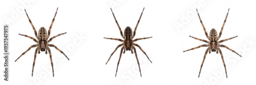 Fototapeta na wymiar House spider Tegenaria isolated on white background, human-associated arachnid, domestic spider, macro photography, spider top view, arachnid close-up, spider extreme detail, macro shot, house spider 