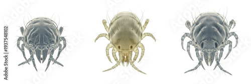 Canvastavla House dust mite Dermatophagoides isolated on white background, extreme magnifica