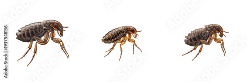 Tableau sur toile Flea Siphonaptera isolated on white background, jumping pose, frozen action, hum