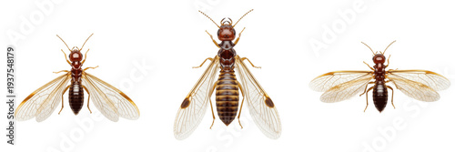 Foto Termite winged alate Isoptera isolated on white background, reproductive caste,