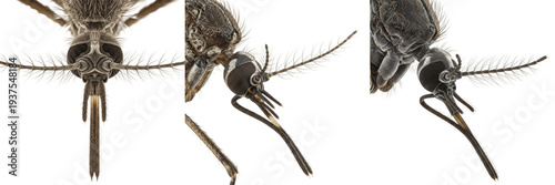 Canvas Print Mosquito proboscis detail isolated on white background, extreme macro photograph