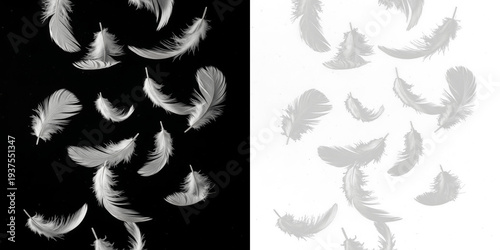 Φωτογραφία Floating feathers isolated on black background, soft bird feathers drifting in a